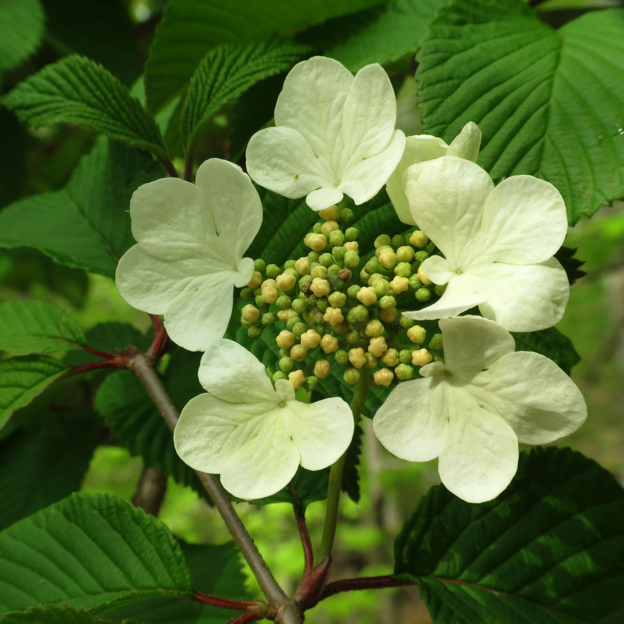 Doublefile Viburnum