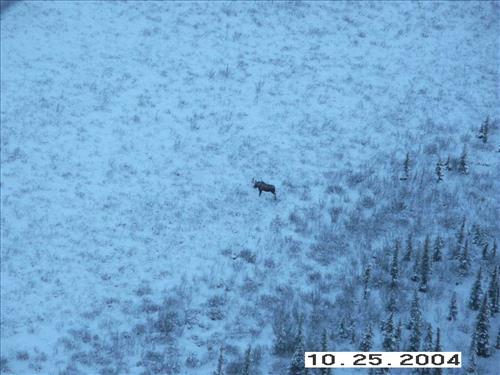 10 Gates of the Arctic National Park and Preserve Koyukuk Moose Survey 2004
