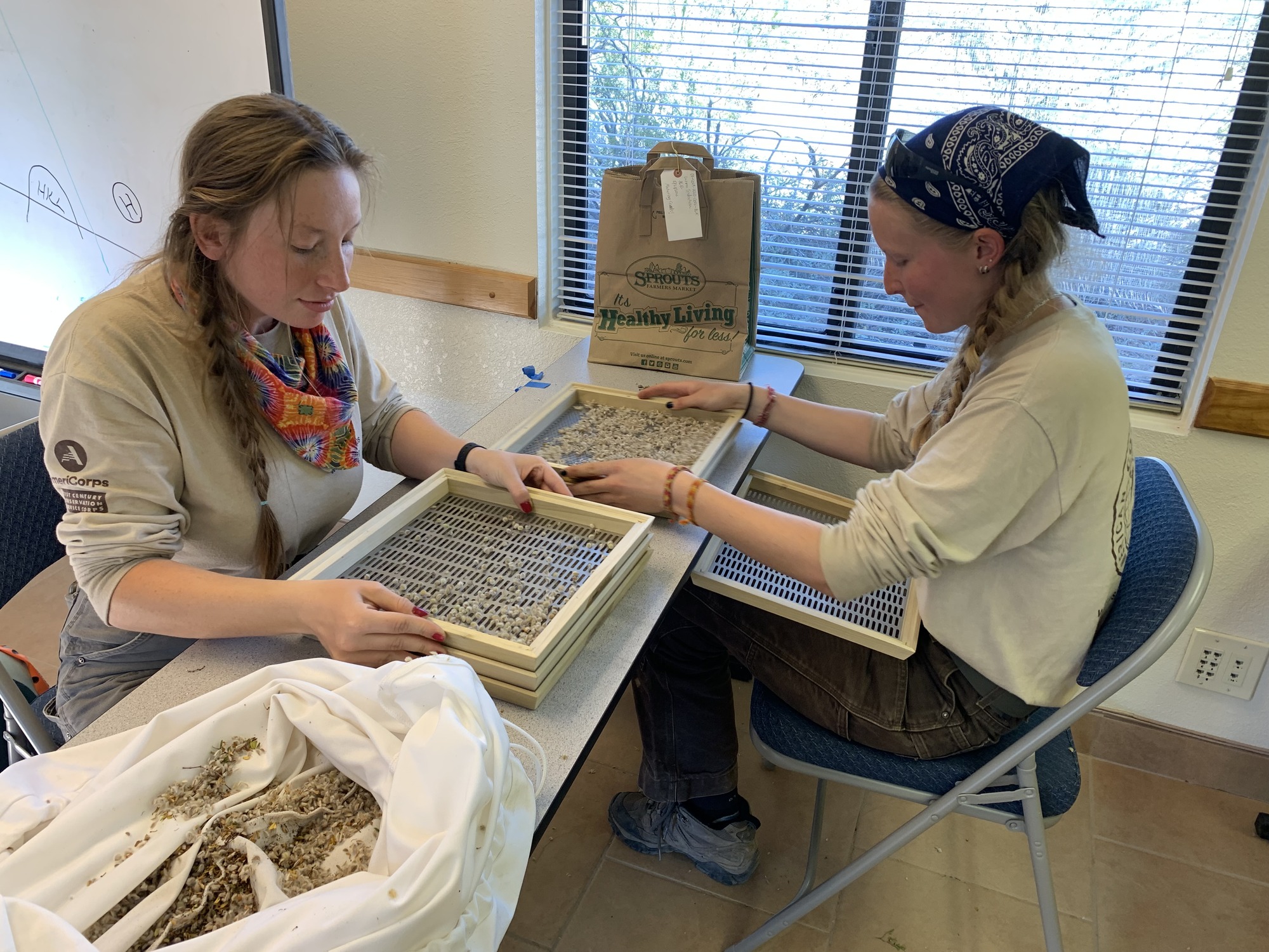 Two workers sitting at a table using sifters to look through tan seeds.