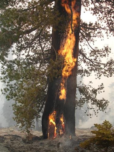 Drip torch ignition on Highbridge Prescribed Burn, Sequoia and Kings Canyon National Parks, October 2005