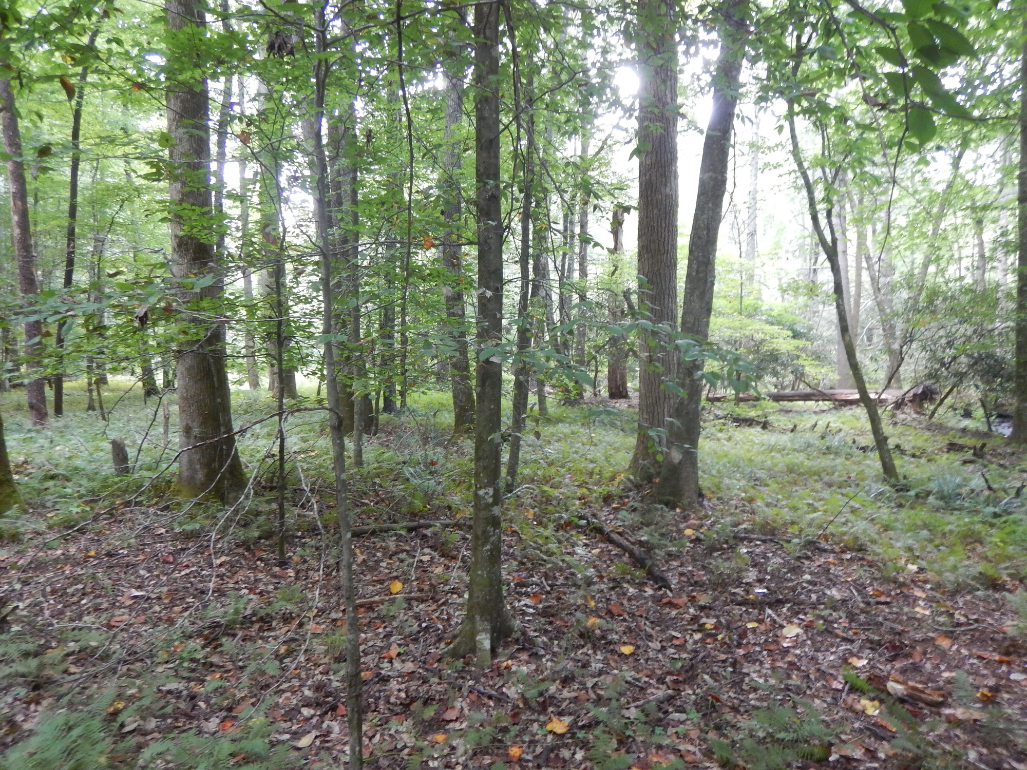 GRSM Accuracy Assessment. Plot Code: GRSM_AA_0393_4