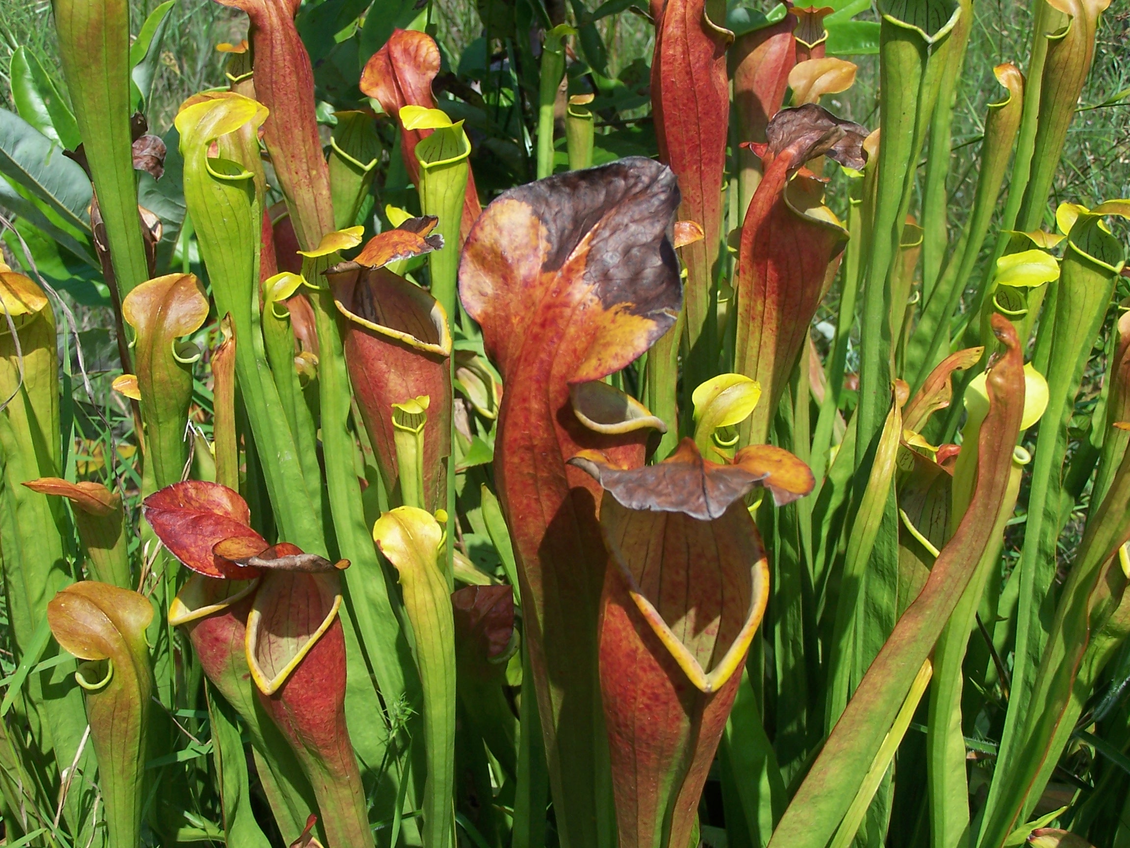 A close-up view of red and green pitcher plants