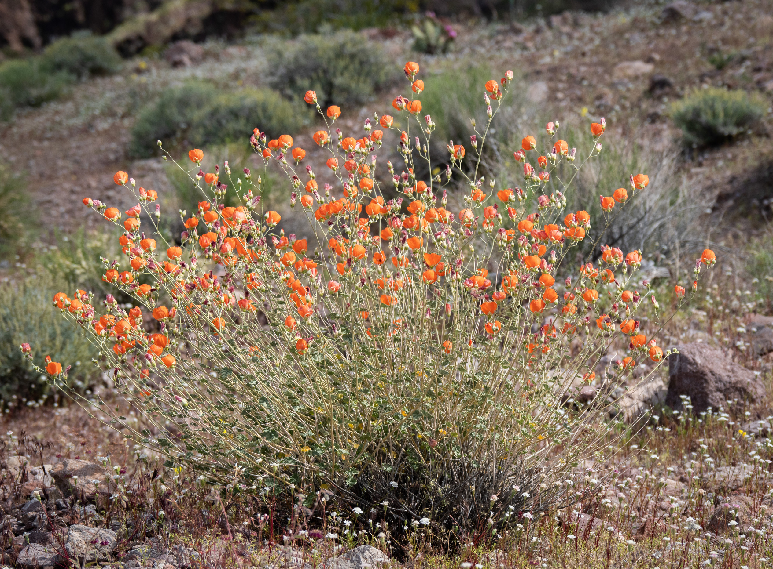bush with orange blooms