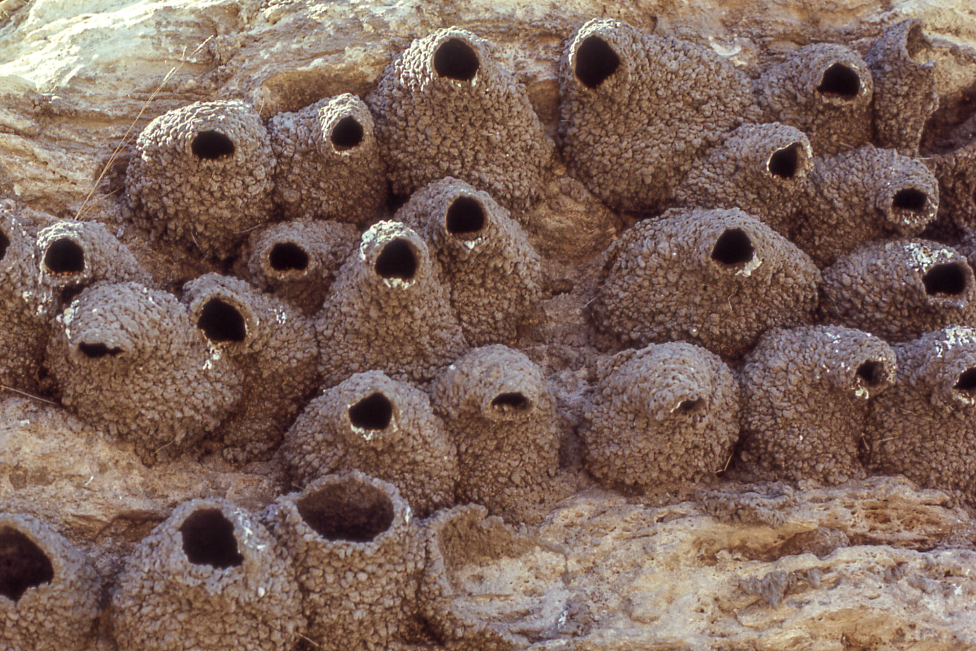 Series of mud sculpted nests on the side of a cliff.