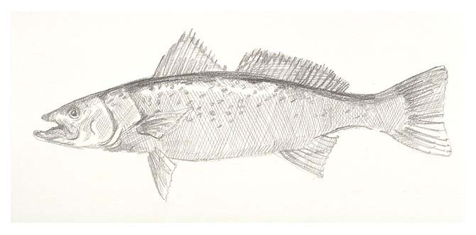 a Weakfish or Sea trout