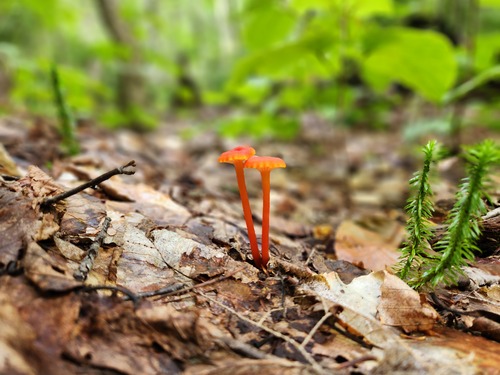 Red-orange Goblet Waxcap fungi arise from the forest floor.