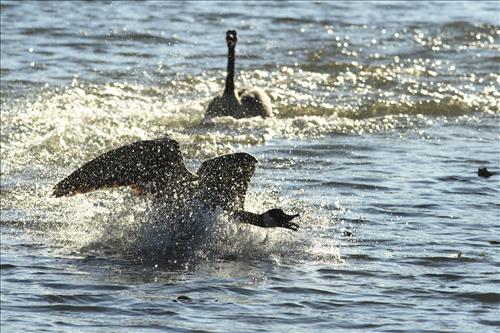 Canada goose in Cuyahoga Valley National Park