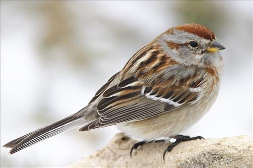 Savannah and white-throated sparrows in Cuyahoga Valley National Park