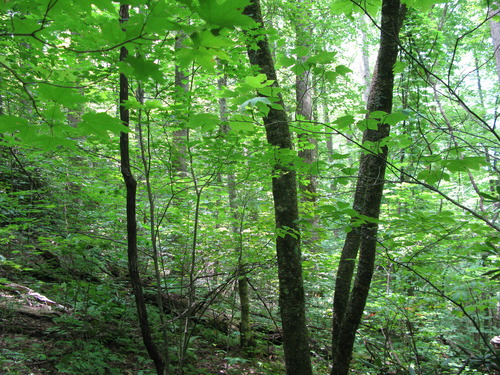 GRSM Accuracy Assessment. Plot Code: GRSM_AA_0927_5