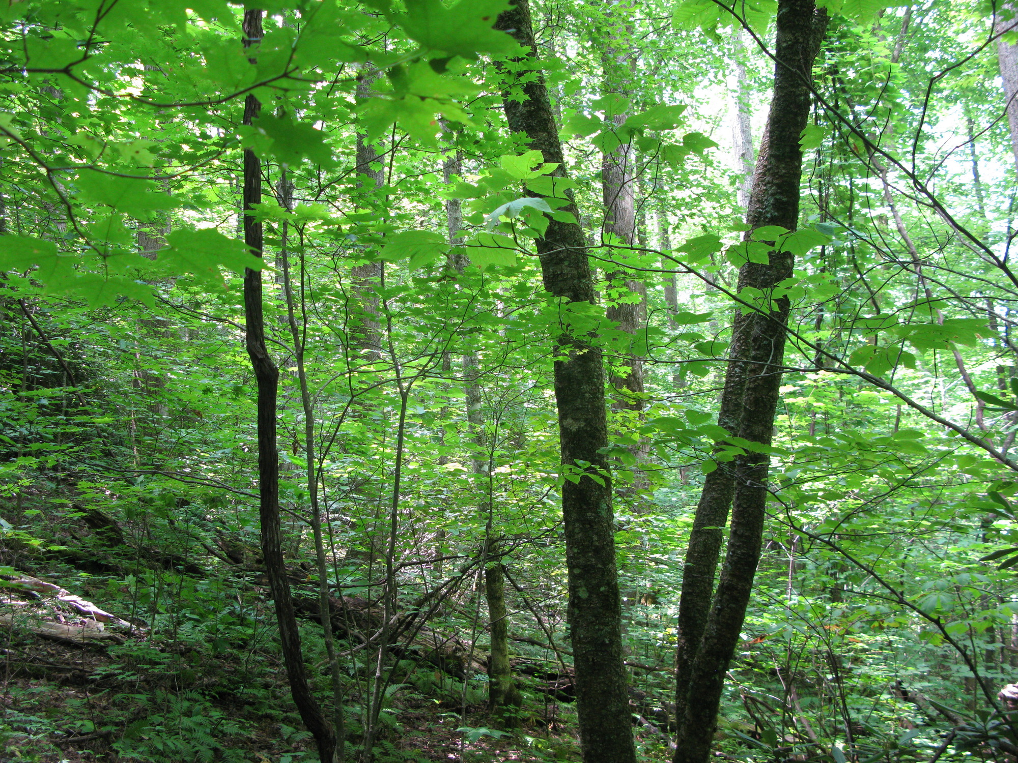 GRSM Accuracy Assessment. Plot Code: GRSM_AA_0927_5