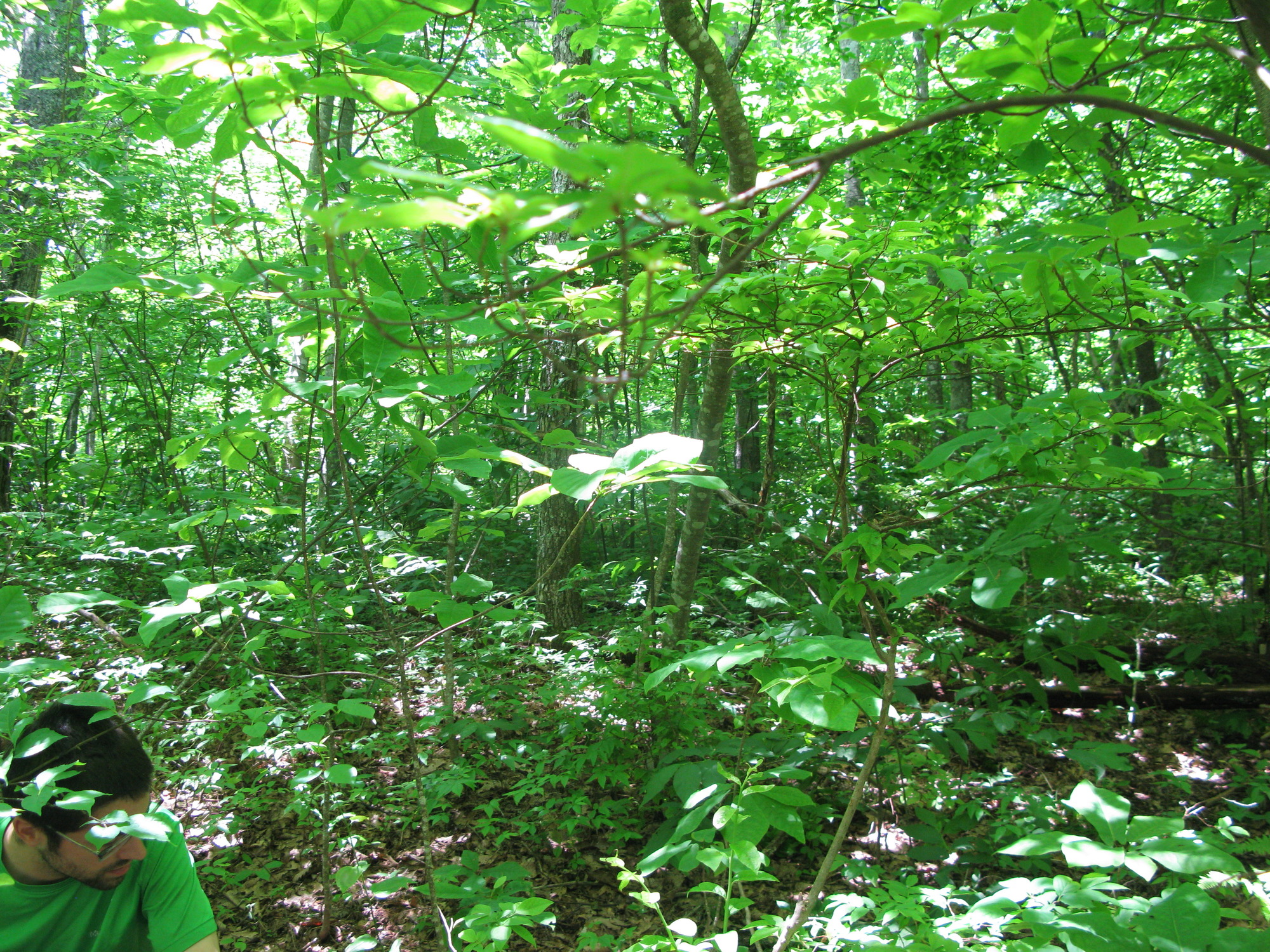 GRSM Accuracy Assessment. Plot Code: GRSM_AA_0697_5