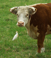 Hereford Cow with Cattle Egret