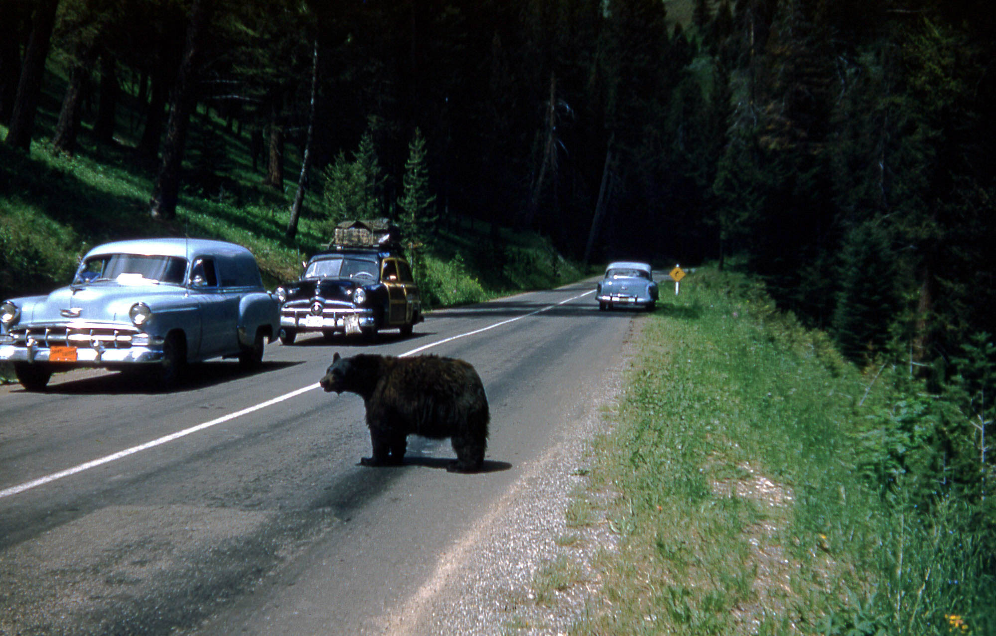 Black bear is standing in land of traffic with cars going by