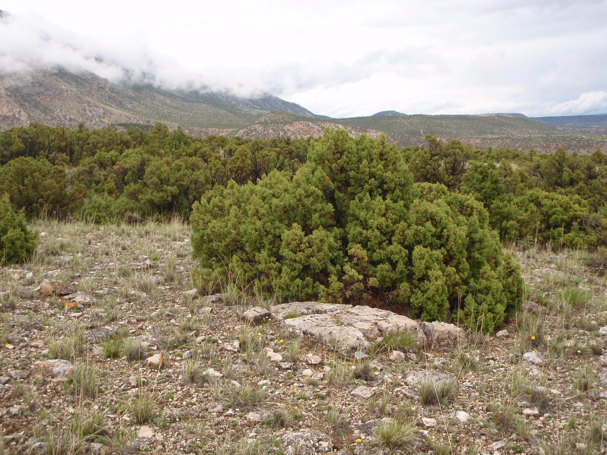 Image of the vegetation and landscape at photo point in Bighorn Canyon NRA 