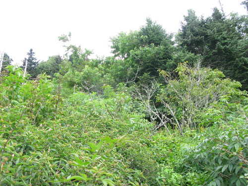 GRSM Accuracy Assessment. Plot Code: GRSM_AA_0747_6