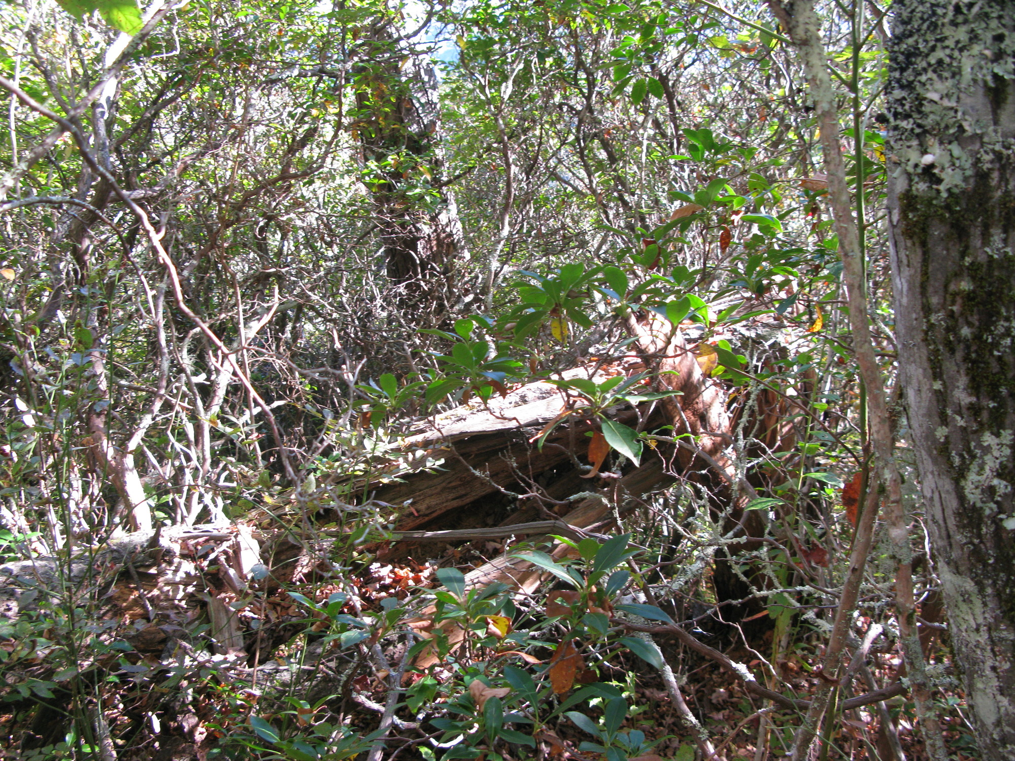 GRSM Accuracy Assessment. Plot Code: GRSM_AA_0323_4