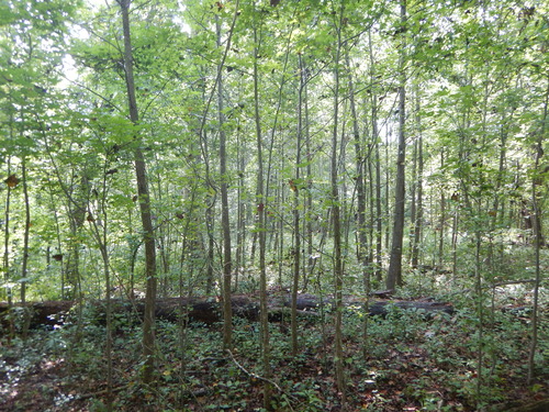 GRSM Accuracy Assessment. Plot Code: GRSM_AA_0712_9