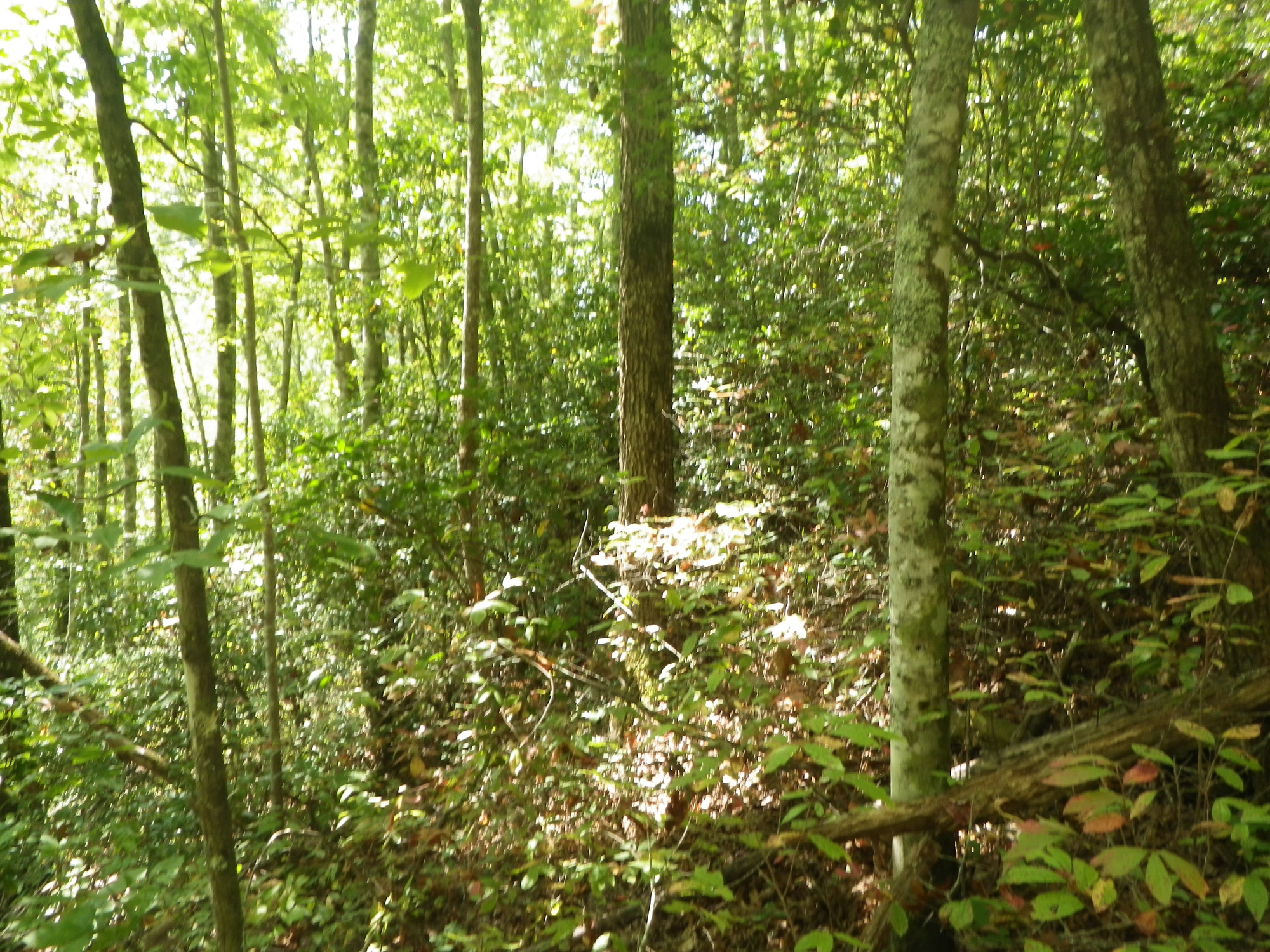 GRSM Accuracy Assessment. Plot Code: GRSM_AA_0118_6