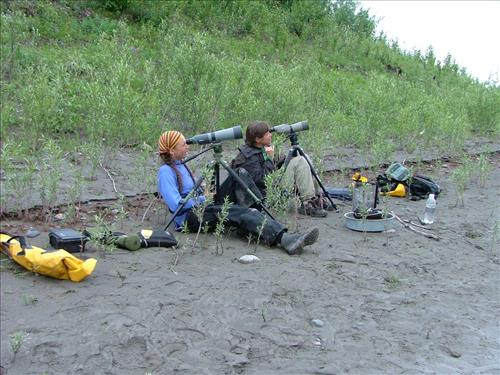 11 Yukon-Charley Rivers National Preserve Peregrine Falcon Survey July 2006