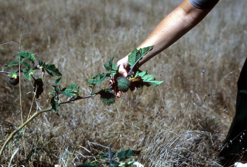 Datura Fruit