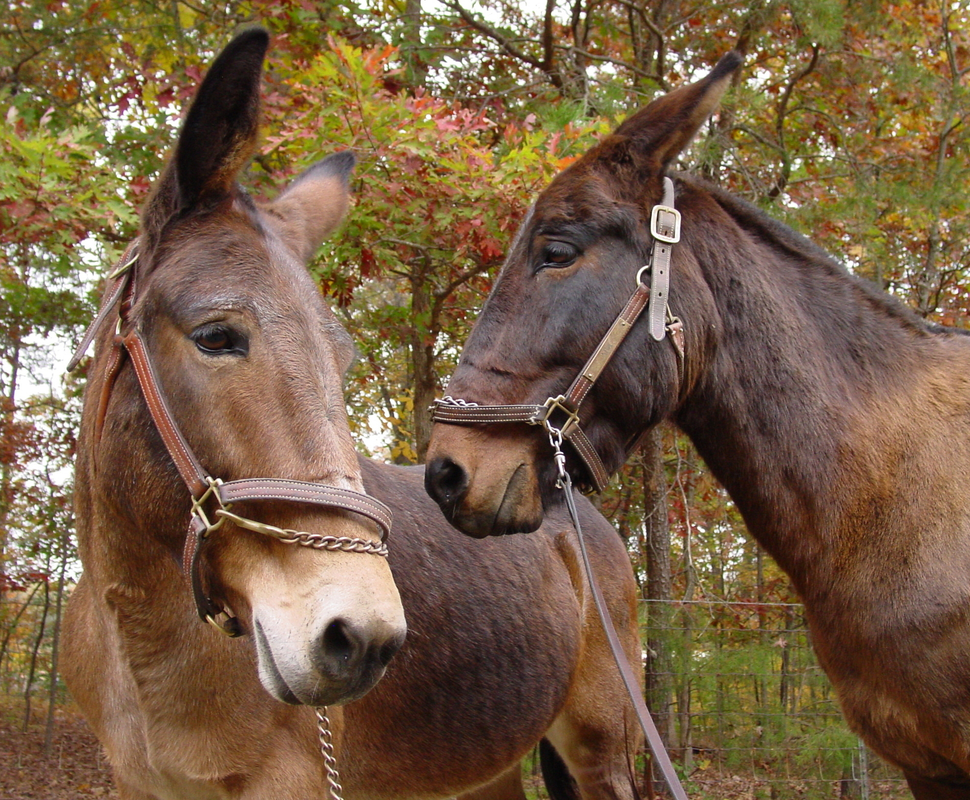 Two black and brown mules standing next to each other. They are wearing leather halters. 