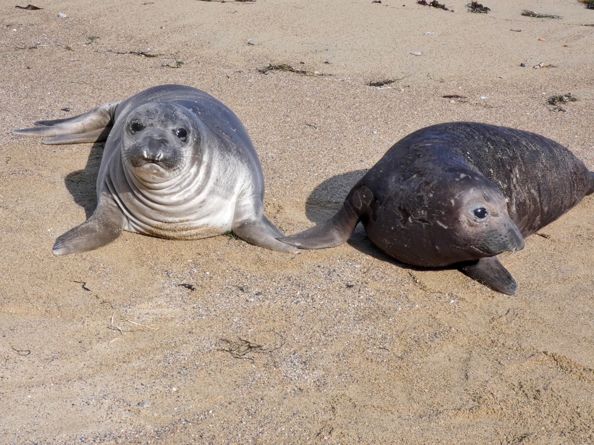 Two weaned pups side-by-side, one silver and one black, with their heads up and alert on the sand.