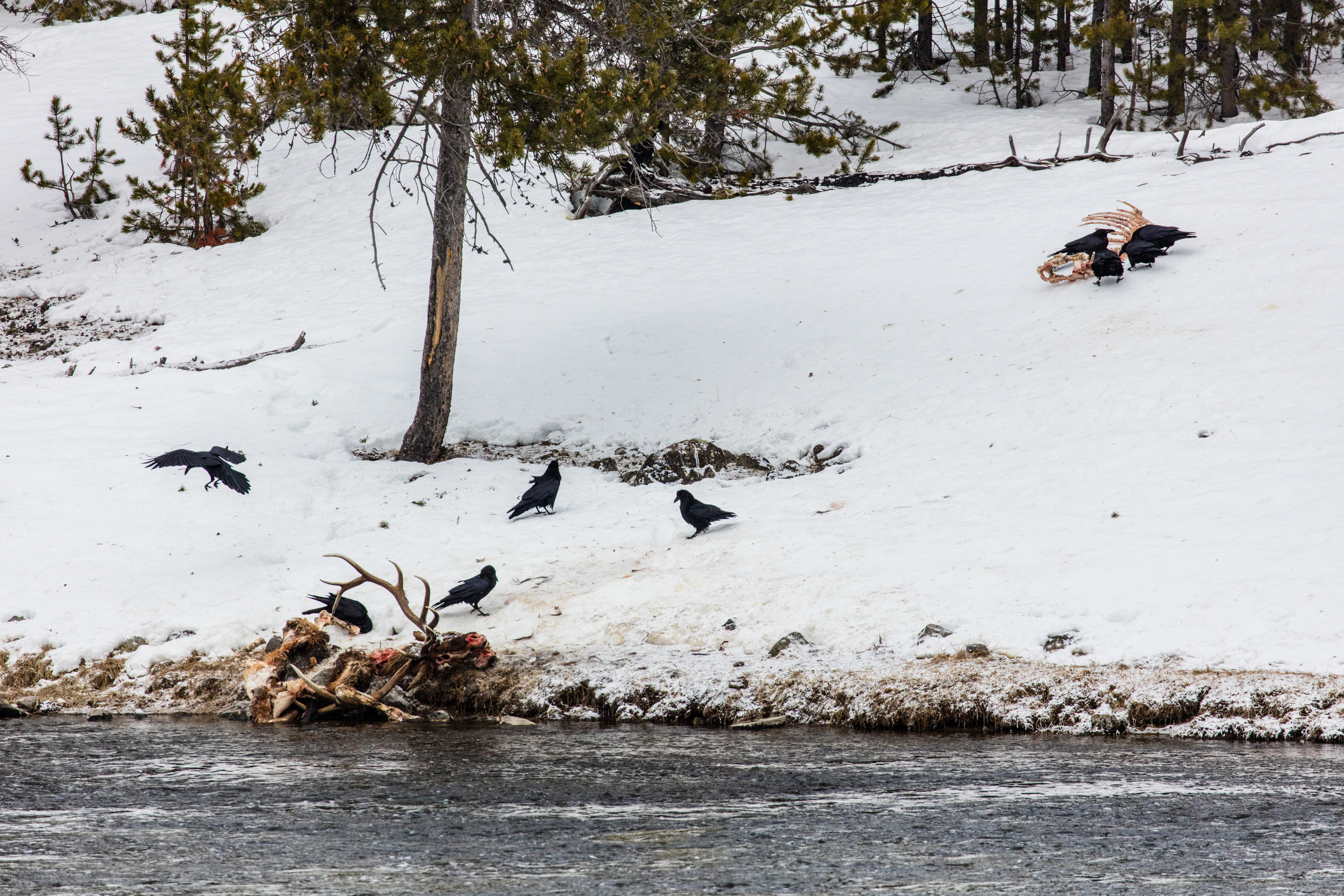 Ravens feed on different pulled apart parts of an elk carcass along the a river in snow.