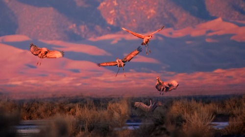 Sandhill cranes descend to a small wetland, illuminated by the last pink rays of the evening. The dunes loom in the background. 