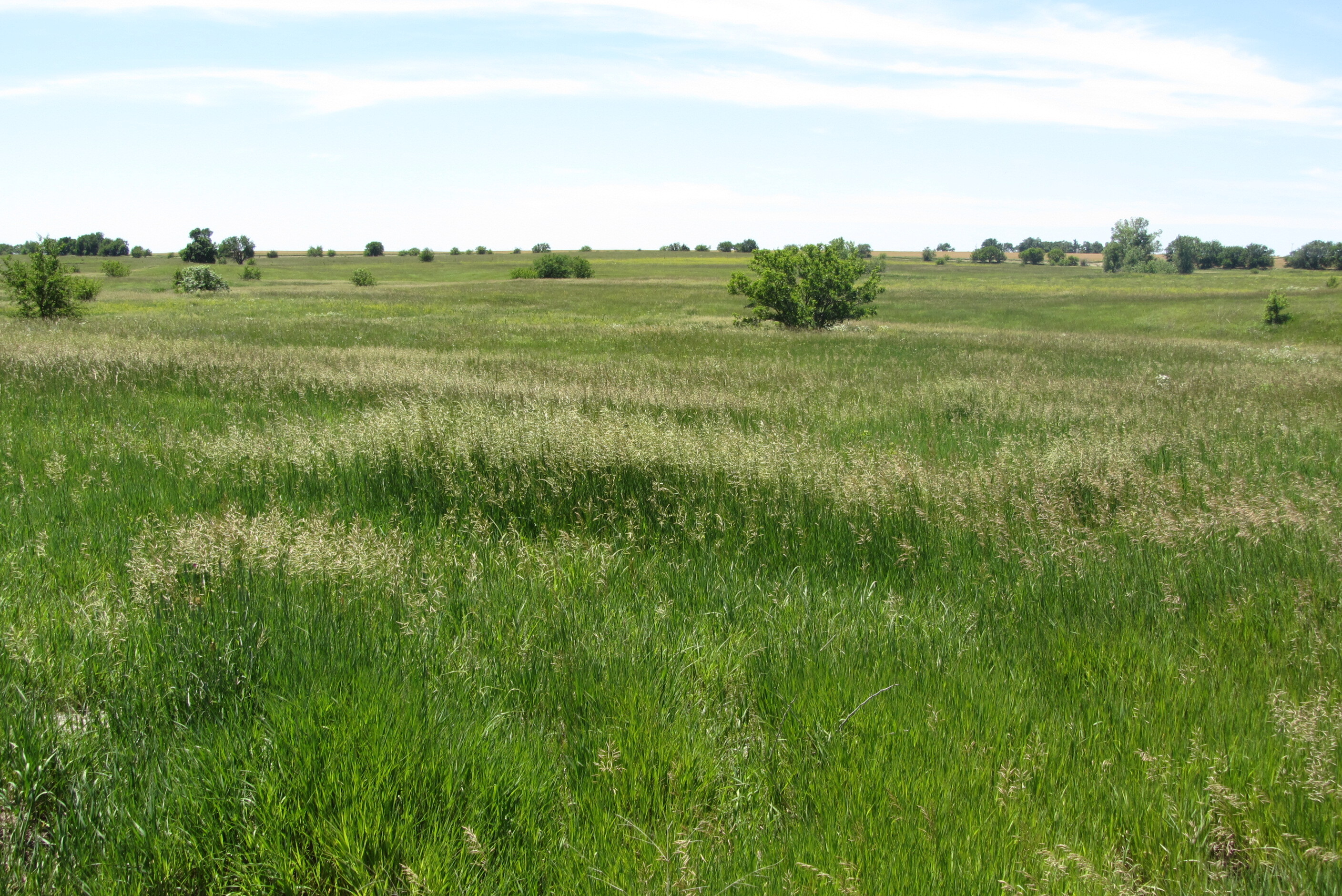 Green prairie grass at French Franks Trail Segment