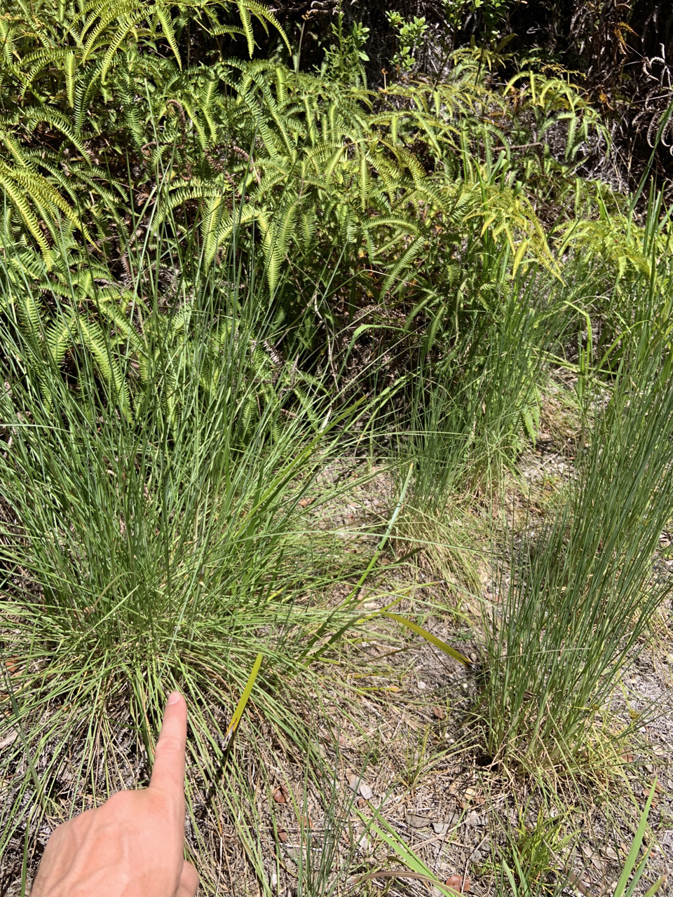 Photo of plant Andropogon species