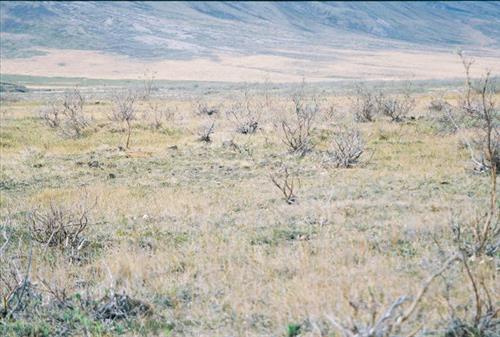 3 Gates of the Arctic National Park and Preserve Itkillik Birds Survey June 2006
