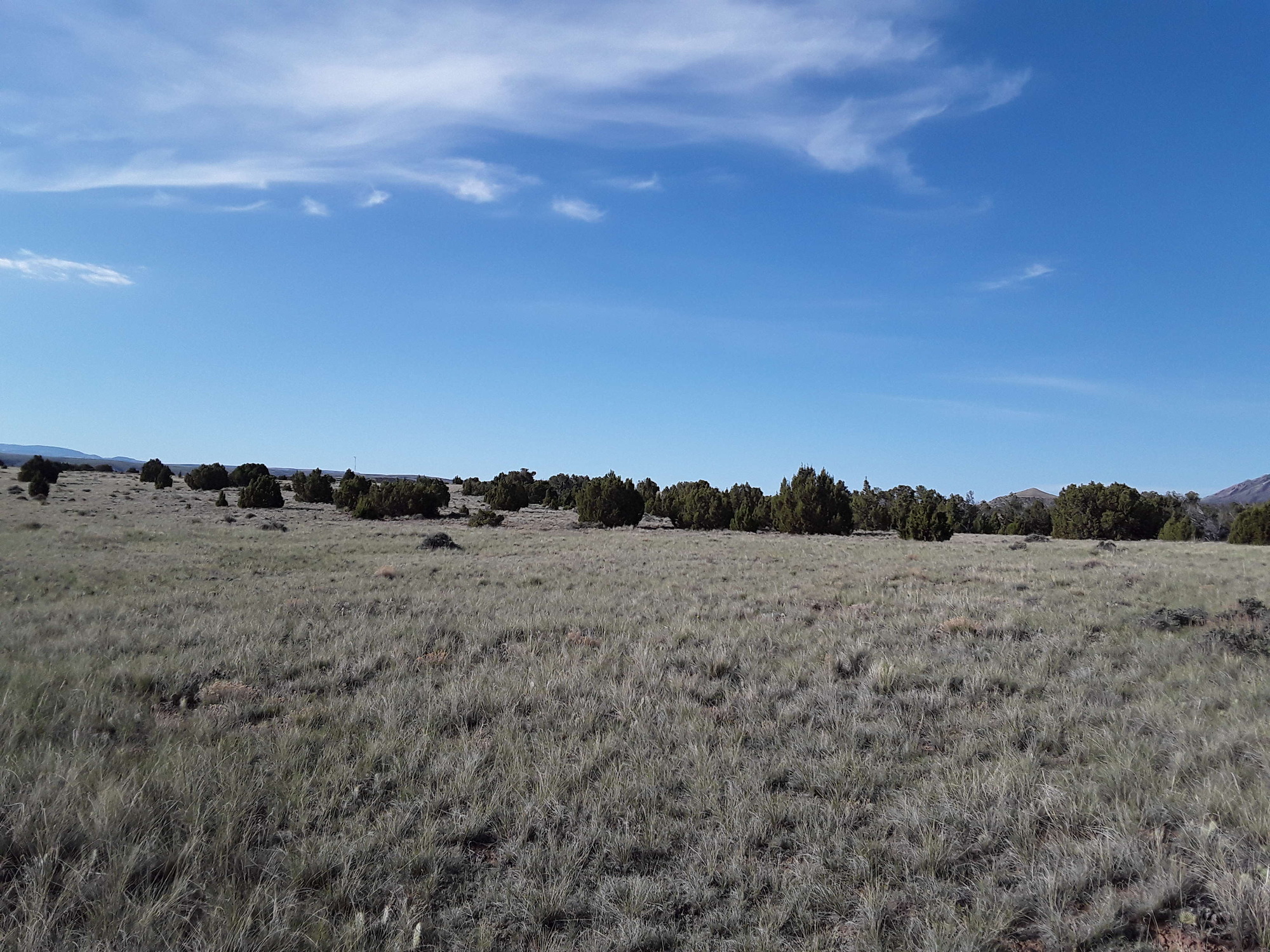 Photo of the landscape and upland vegetation in Bighorn Canyon National Recreation Area.