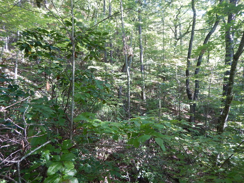 GRSM Accuracy Assessment. Plot Code: GRSM_AA_0672_2