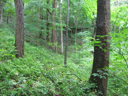 GRSM Accuracy Assessment. Plot Code: GRSM_AA_0817_6