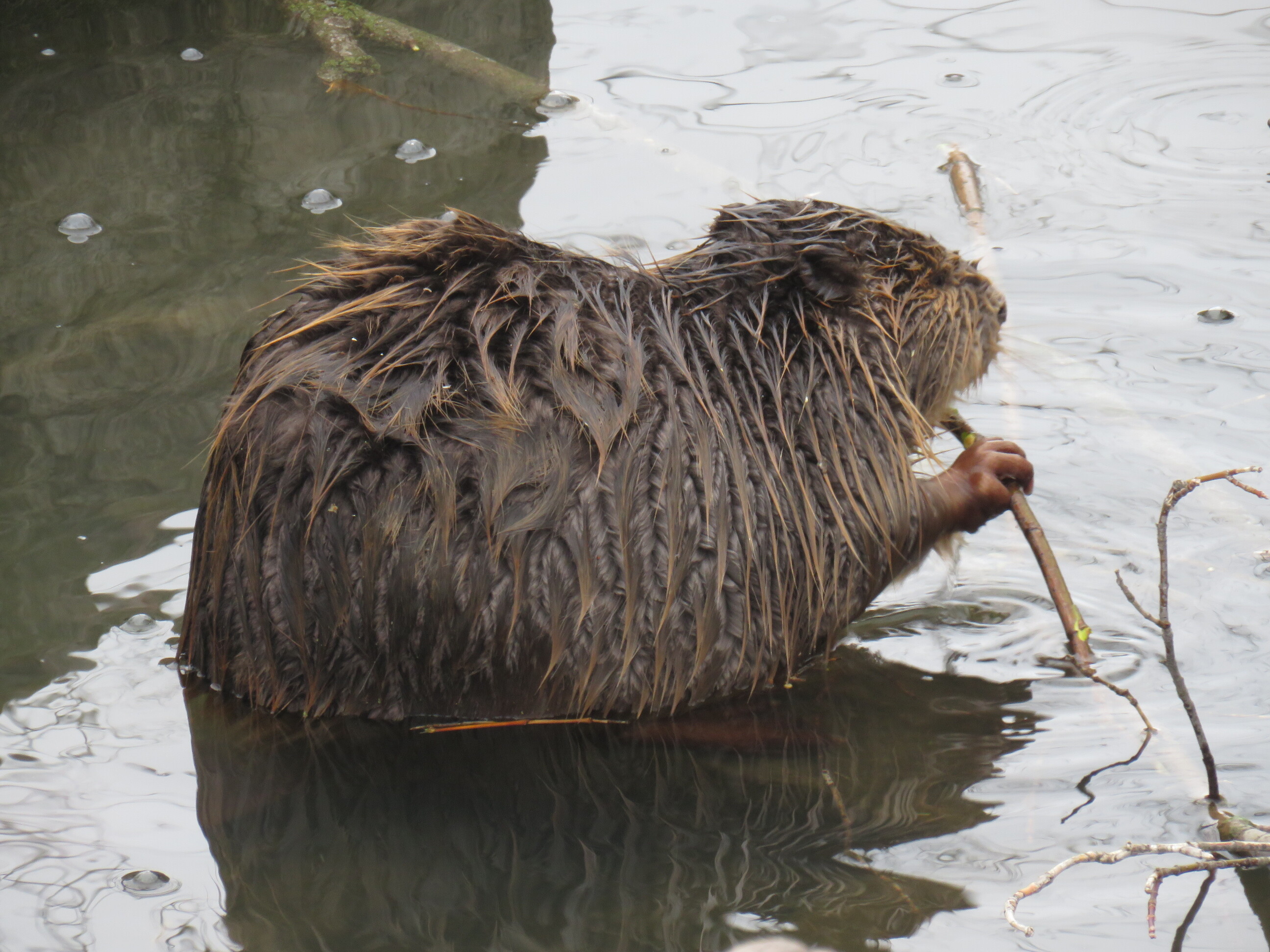 A side view of a beaver gnawing a stick in water.