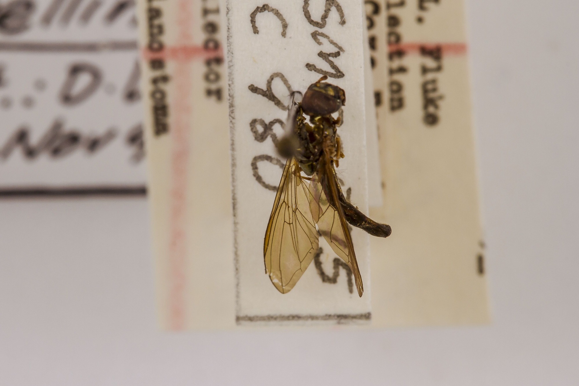 Image of Melanostoma mellinum, a species of Animalia