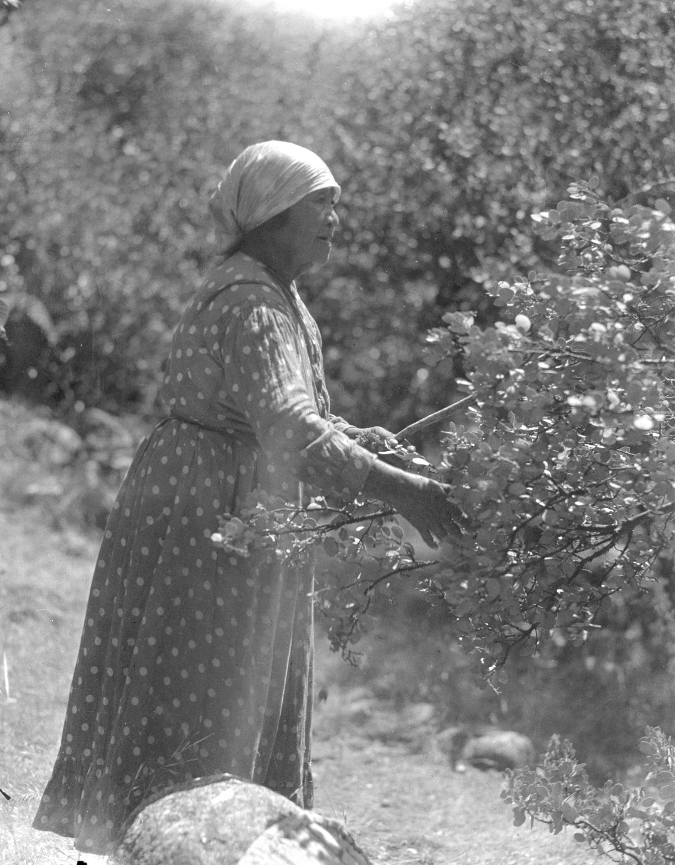 Ta-buce picking manzanita berries