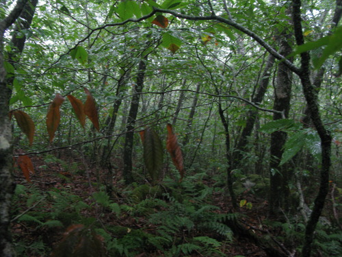 GRSM Accuracy Assessment. Plot Code: GRSM_AA_0699_5