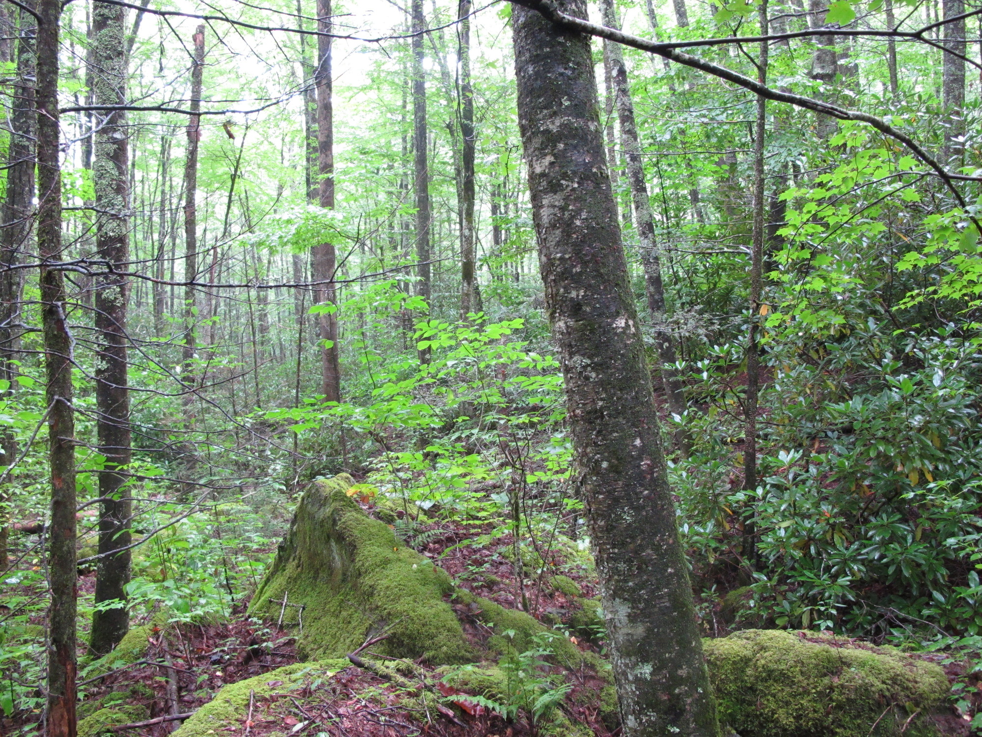 GRSM Accuracy Assessment. Plot Code: GRSM_AA_0195_5