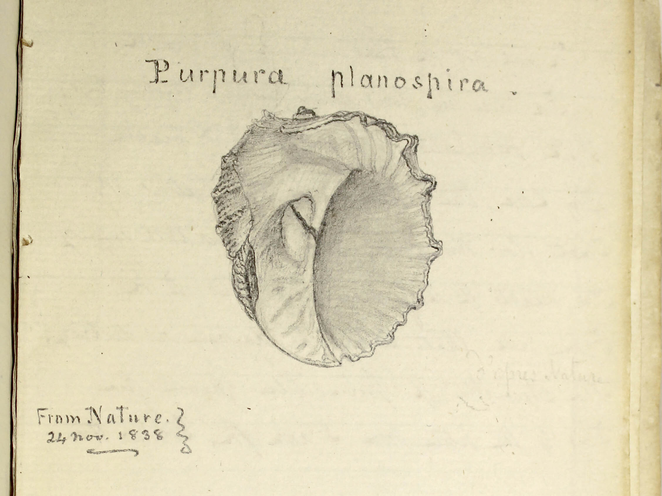 Pencil sketch of bottom opening of mollusk shell