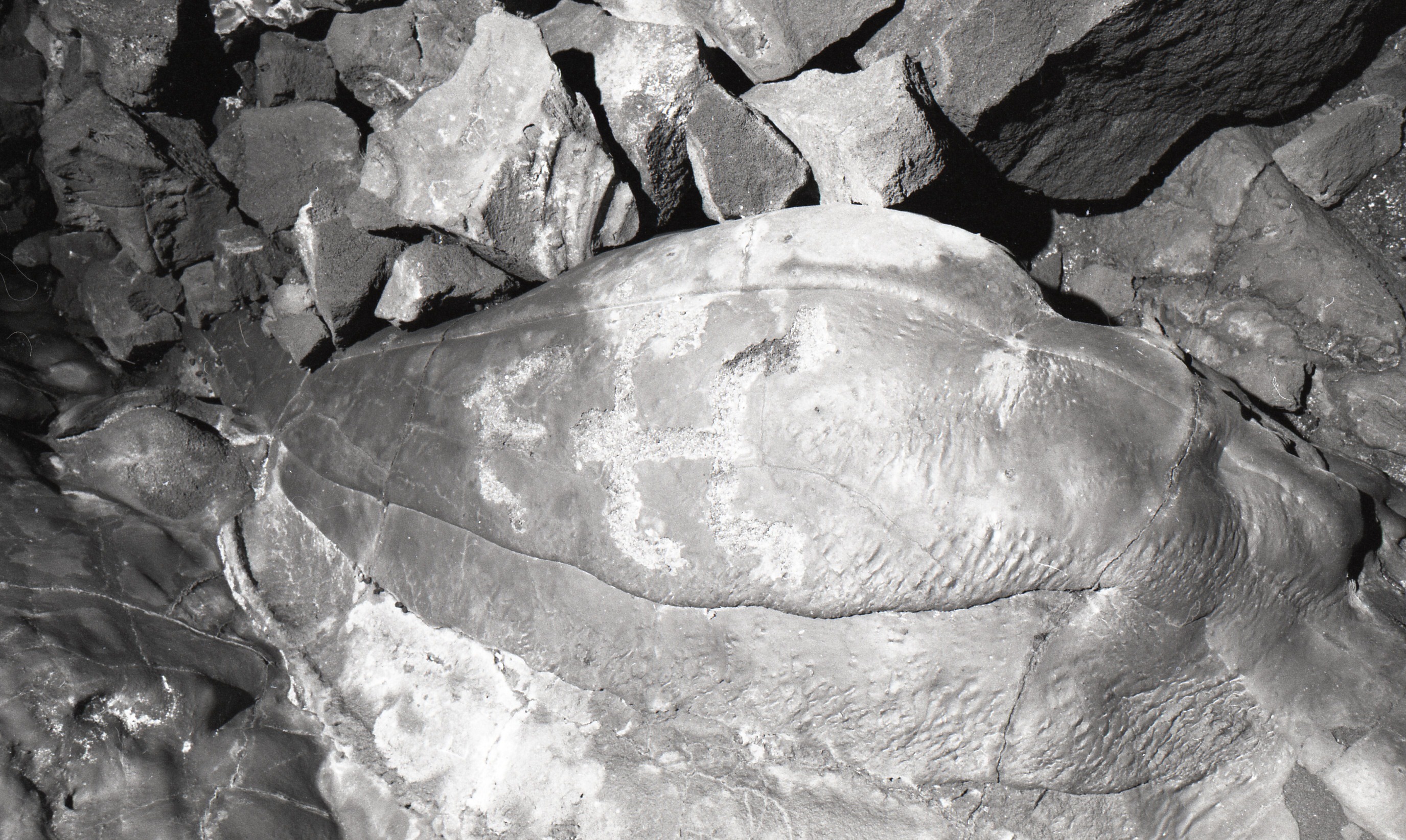 A black and white image of a large rock with two carved petroglyphs surrounded by smaller rocks of various sizes.  One of the petroglyphs look like a "C". The other is human figured turned horizontally.