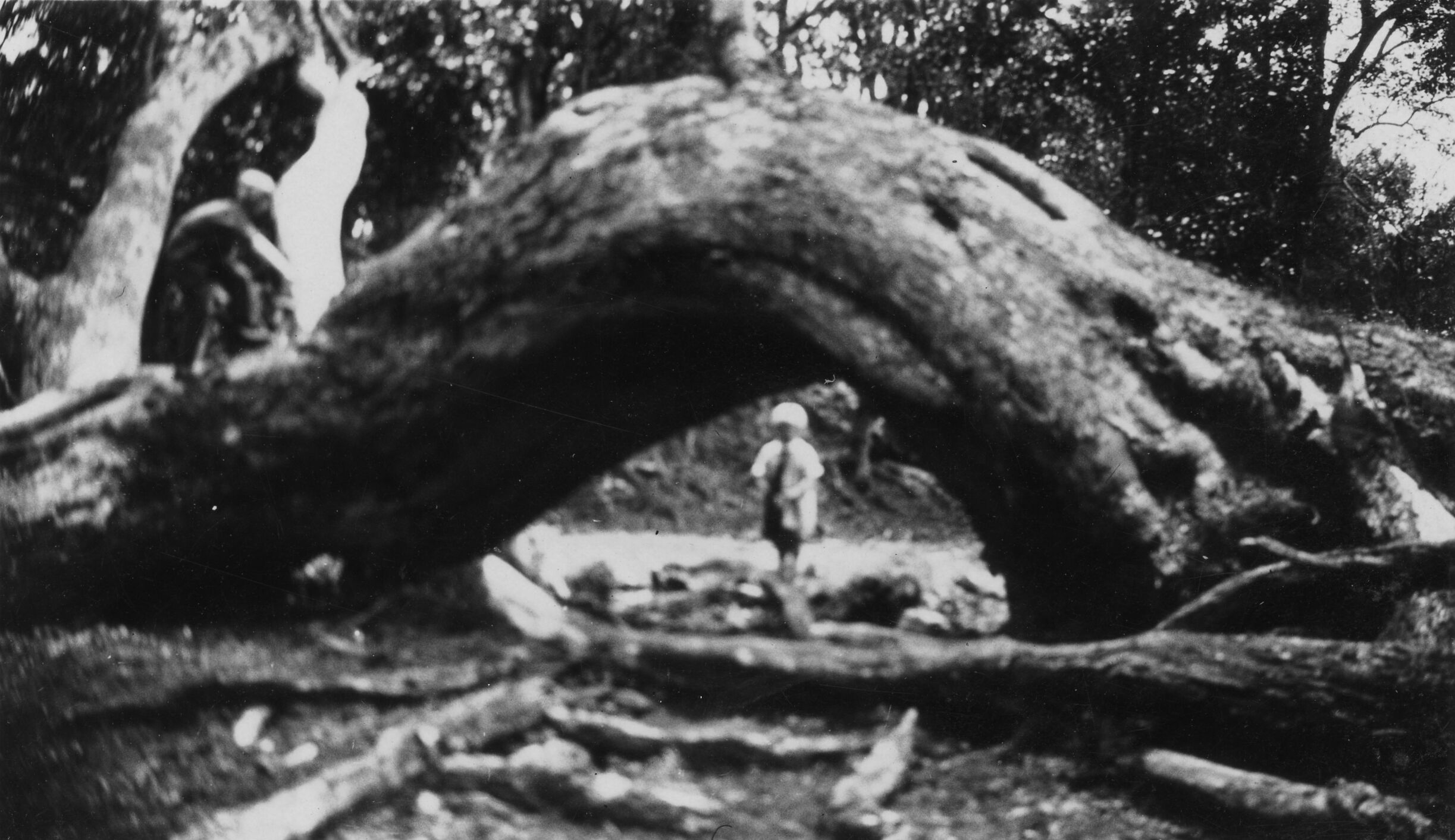 Black and white photograph taken from a worm’s eye view. A large curved tree trunk takes up the entirety of the middle of the photograph, forming a archway that shows the background. A young child is standing in the background through the clearing of the trunk. Towards the left side, another young child is seen climbing the slope of the trunk. Many branches litter the ground in the forefront and lush vegetation is visible in the background.