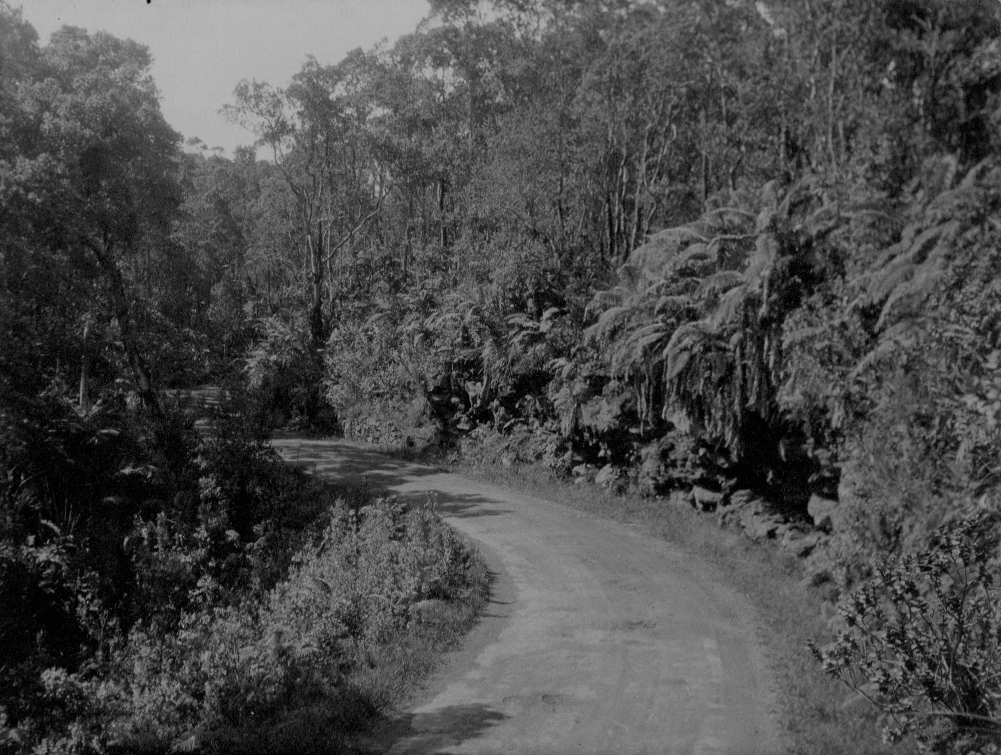 Black and white photograph of an unidentified road, starting in the middle forefront of the image and curving to the left. The vegetation that surrounds the road is dense and lush.