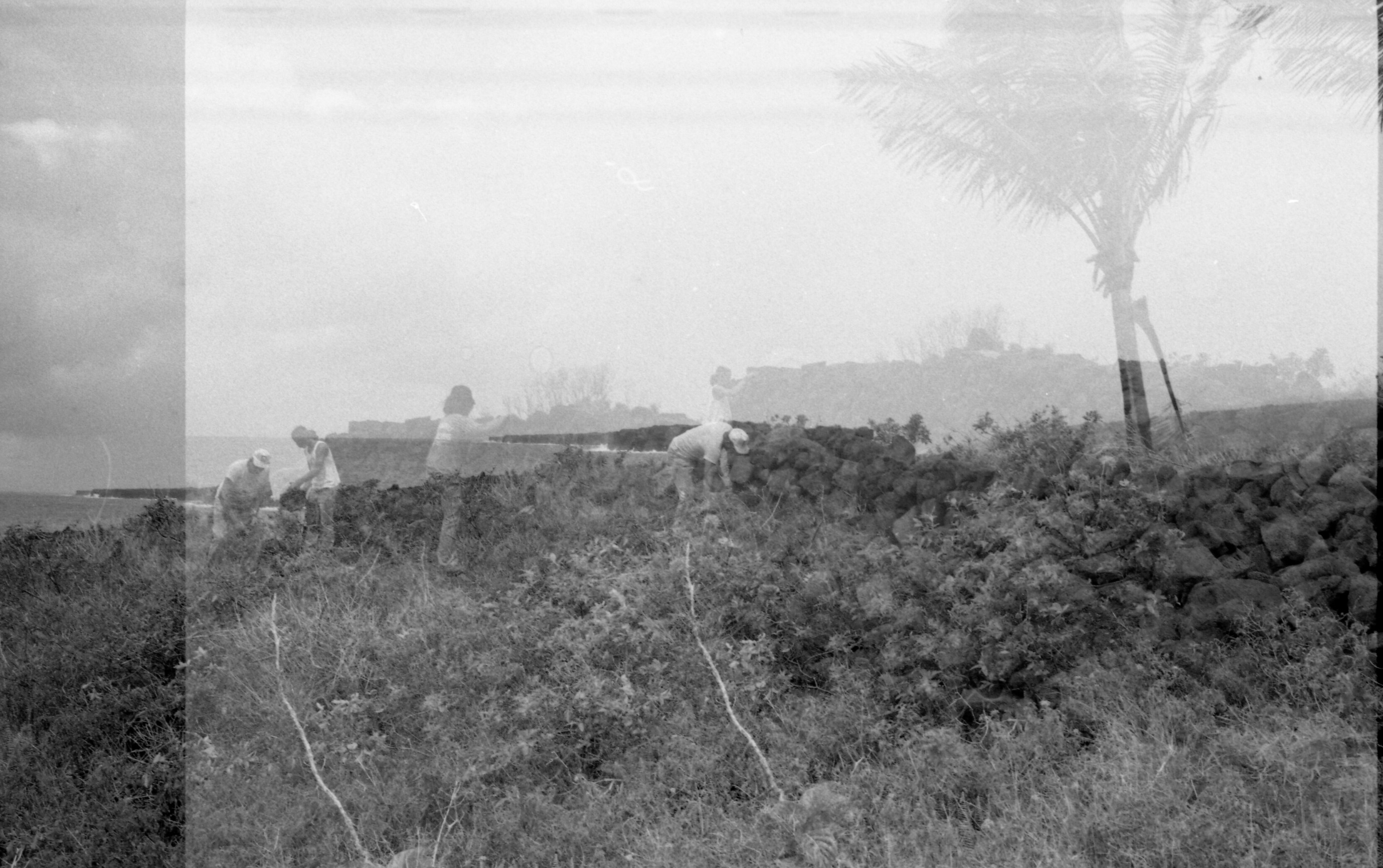 A black and white image of a series of photos combined into one image. There are five people in total working on a lava rock wall in Kalapana. The rock wall is near the coastline of the Pacific Ocean. There is high vegetation in front of the rock wall.  Towards the left side of the image there are two men facing each other. They are bent over the ground holding lava rocks in their hands. To the right of them is another man facing the lava rock wall. He is placing a lava rock on top of the wall. In the center of the image is a man wearing a ball cap, white t-shirt, and long pants. He is bent over the ground picking up a lava rock. Directly behind him is another man in a tank top. He is holding onto the top of a lava rock wall.