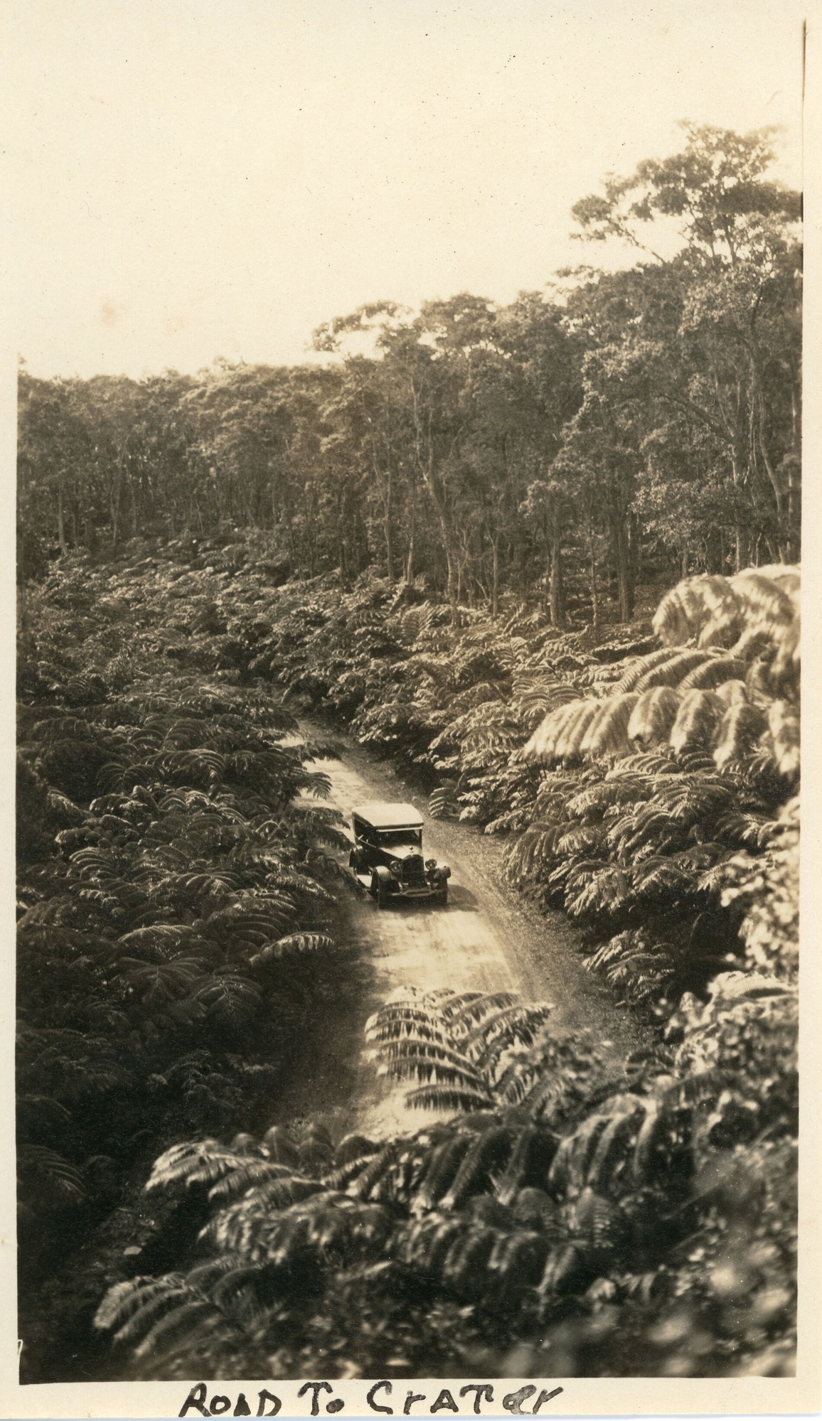 A black and white image of a car driving along a road that leads to a crater. The image appears to have been taken at a higher elevation above the road. The curved dirt road is in the center of the image. There is a Ford Model T driving down the road towards the bottom of the image. On both sides of the road there are fern trees or hapu’u. On the right side of the image and in the background, there are tall trees behind the ferns. There is a handwritten note on the bottom of the white border around the image that reads, “Road To Crater.”