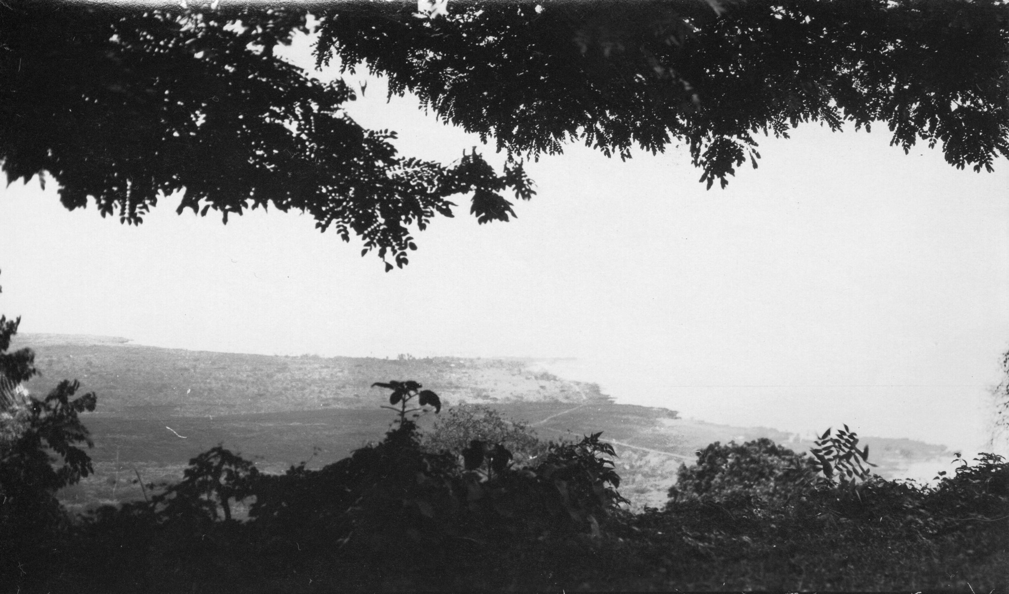 The image is in black and white. The bottom and top of the photo is covered with foliage in the foreground of the image. Along the top, tree limbs extend down and to the right from one edge of the picture to the other. The leaves are small but numerous, creating a thick layer of cover. Along the bottom, numerous small shrubs and young trees grow on the edge of the cliff. In the lower right corner, a patch of short grass is visible along the cliff's edge. Between the ground vegetation and the tree branches, in the center of the picture, is the coastline. It is very faint compared to the other elements of the photo. The ocean and sky are entirely too light to see.
