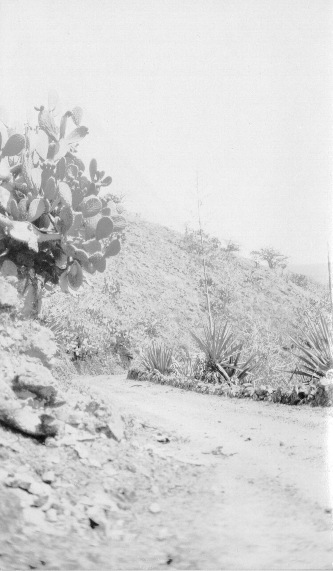 The image is in black and white. A road extends from the bottom right edge of the photo into the middle ground before turning around a bend along a hill. The road itself is smooth but dusty, lined with small rocks. On the left side of the road there is a large cactus. On the right, another succulent-type plant, possible agave or aloe vera, grows along a line of rocks and pebbles. The hill at the back of the picture is sparsely covered with grass and short shrubs with few leaves.