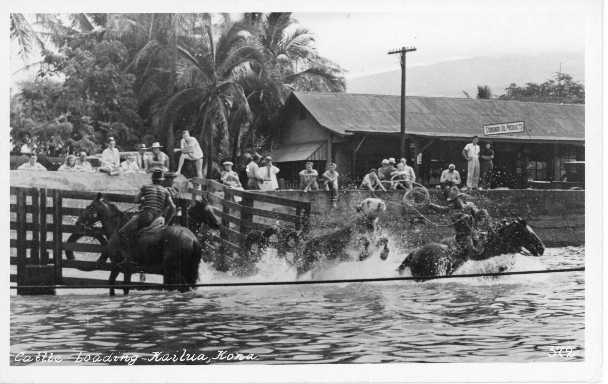 A black and white image of a cow jumping into the water from a ramp. The cow can be seen in mid leap with its front hooves lifted in the air towards the center of the image. To the right of the cow there is a man on horseback. He is holding the end of a lasso rope in his left hand while his right arm is in the air about to toss the rope at the cow's head. The water around the horse is up to its chest. Behind the cow there is a door to the cattle ramp enclosure swung open. There are three tires hanging on the door. Inside the enclosure there is a man on horseback watching the cow. Also in the water is another man on horseback close to the second door of the enclosure. Behind the enclosure there is a concrete wall with people sitting on top of it. In the background there is a building towards the right side of the image with a “Standard Oil Products” sign on the roof. Along the bottom of the image there are two captions, “Cattle Loading-Kailua, Kona” on the left side and “372” on the right.
