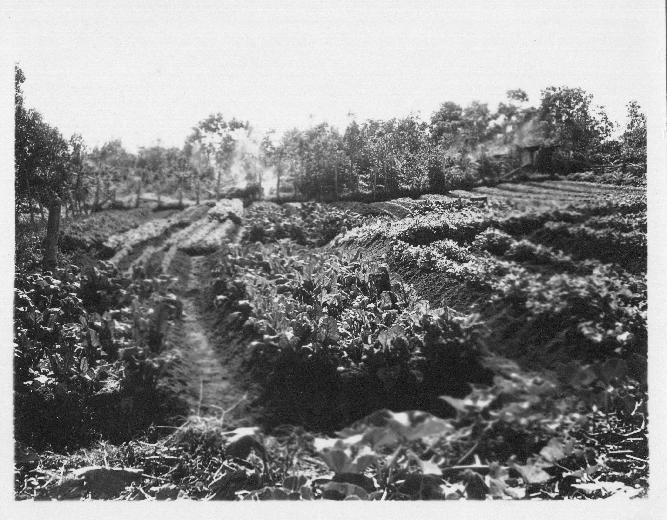 The image is in black and white. There is foliage and grass in the foreground. Behind this section, there are multiple raised plots of soil. The four in the foreground are filled with short but dense-leafed plants. There are walking paths between each bed, roughly a foot wide. A tree grows on the left edge of the image. Behind the front beds on the right is a bed that runs horizontally to the viewer, covered in similar plants. Behind this row are further vertical lines of beds continuing into the background. The gardens are filled with multi-colored plants, some lighter than others. At the back of this final row is a line of distant trees bordering the area. The sky is clear.