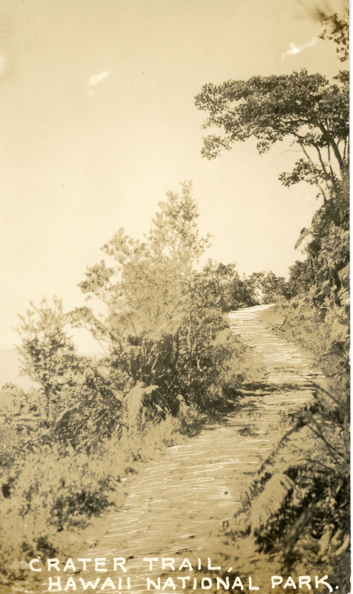 A black and white vertical postcard of the Crater Trail in Hawaii National Park. The image of the trail shows the dirt path at an upwards incline from where the picture was taken. On both sides of the trail there are trees, some of which are ‘ōhi‘a trees. The bottom of the image has a caption that reads "Crater Trail, Hawaii National Park."